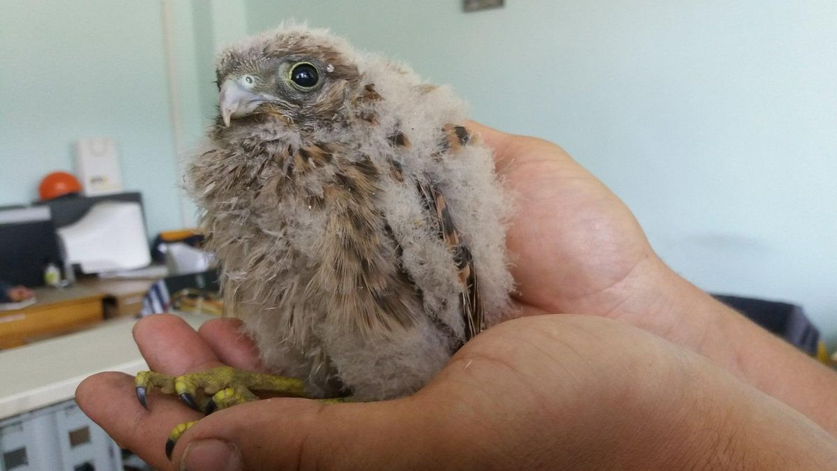 З котла Бурштинської ТЕС дістали крихітне пташеня боривітра