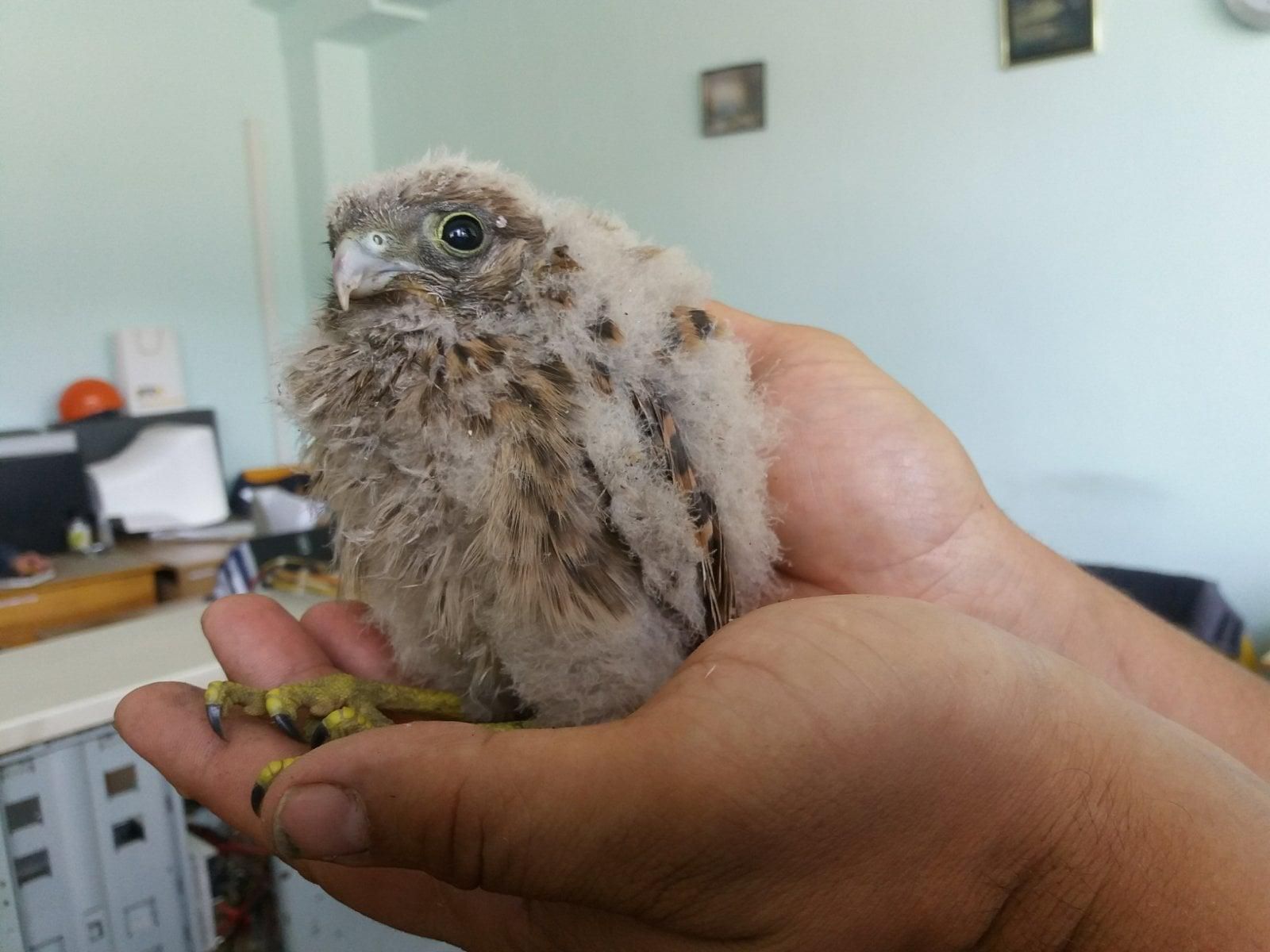 З котла Бурштинської ТЕС дістали крихітне пташеня боривітра