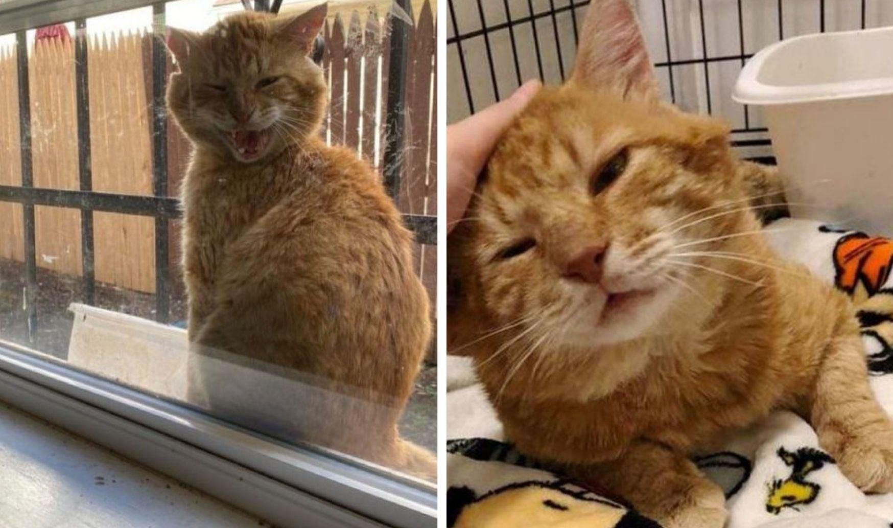 Кот залез на окно и заявил, что ему надоело жить на улице Кот залез на окно и заявил, что ему надоело жить на улице