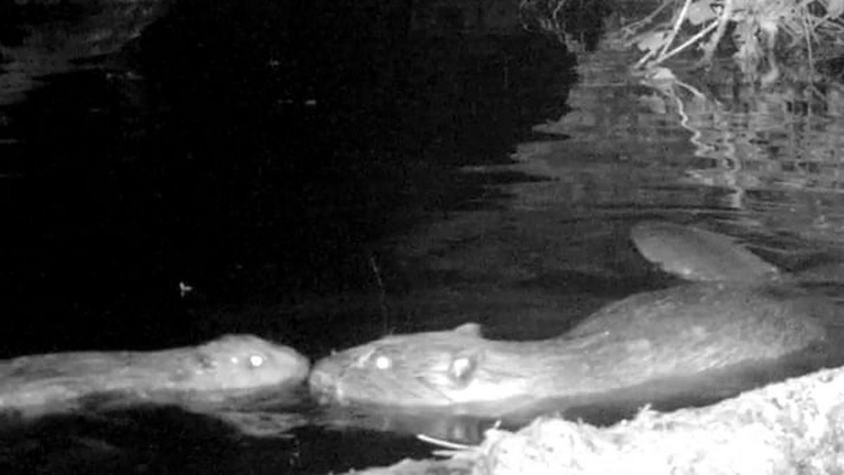 Вперше за 400 років: у англійському парку народилось дитинча бобра Вперше за 400 років: у англійському парку народилось дитинча бобра