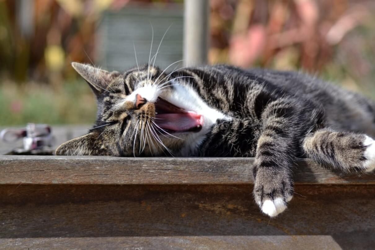 Спека і коти: поради, як полегшити життя муркотунам Спека і коти: поради, як полегшити життя муркотунам