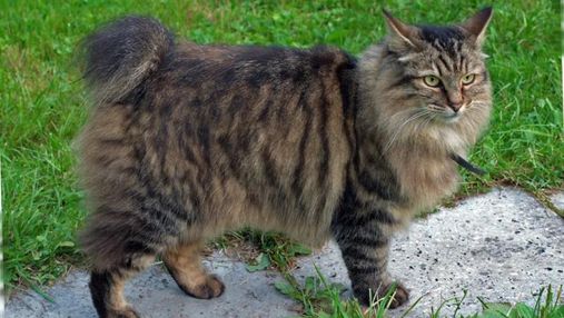 Кот с подрезанными хвостом: как возникла порода американский бобтейл и чем особенная