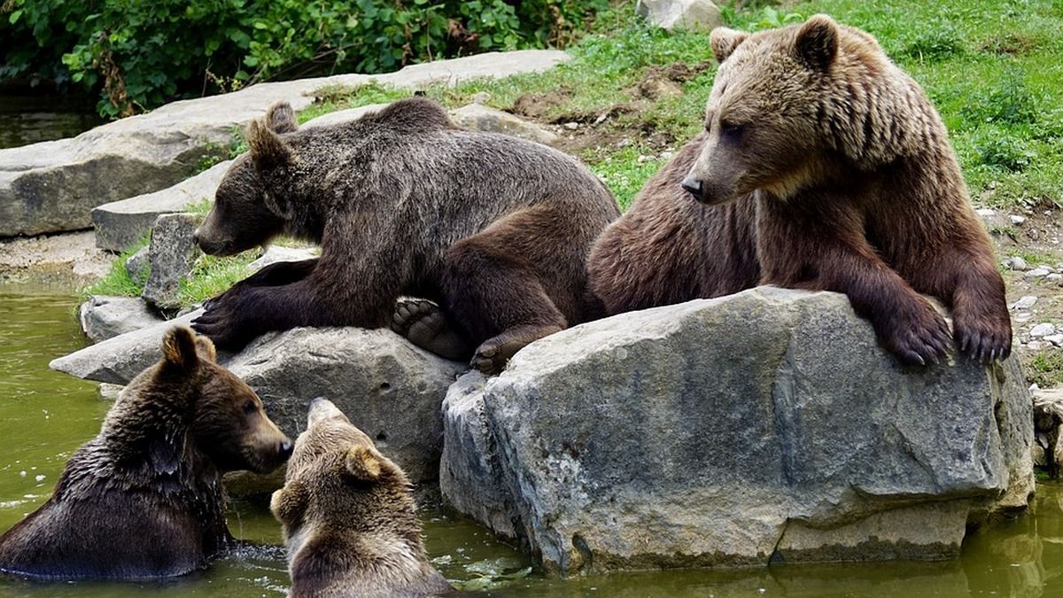 Утримував 5 бурих ведмедів: суд ухвалив рішення конфіскувати тварин