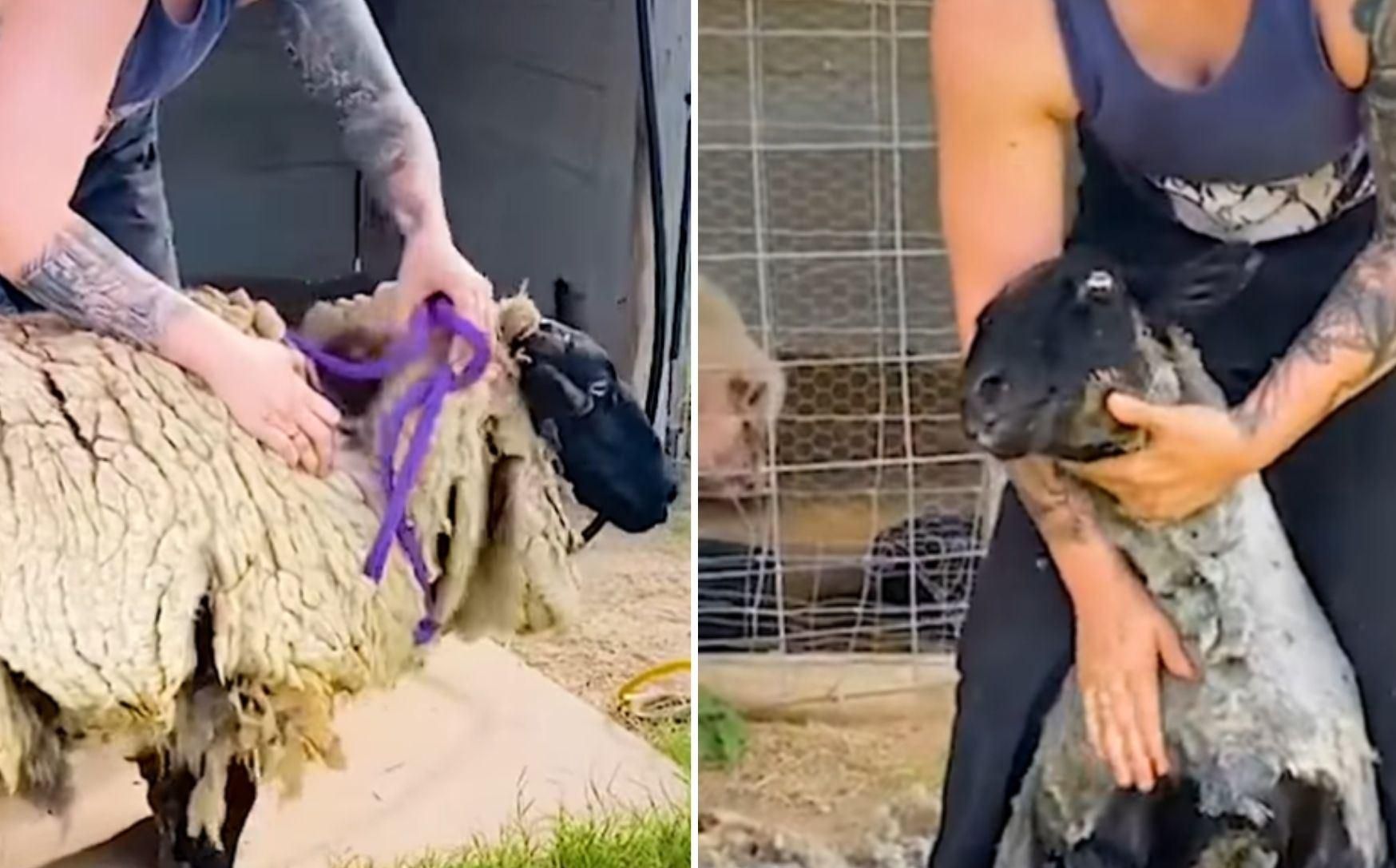 Мережу підкорює миле відео, на якому стрижуть овечок Мережу підкорює миле відео, на якому стрижуть овечок