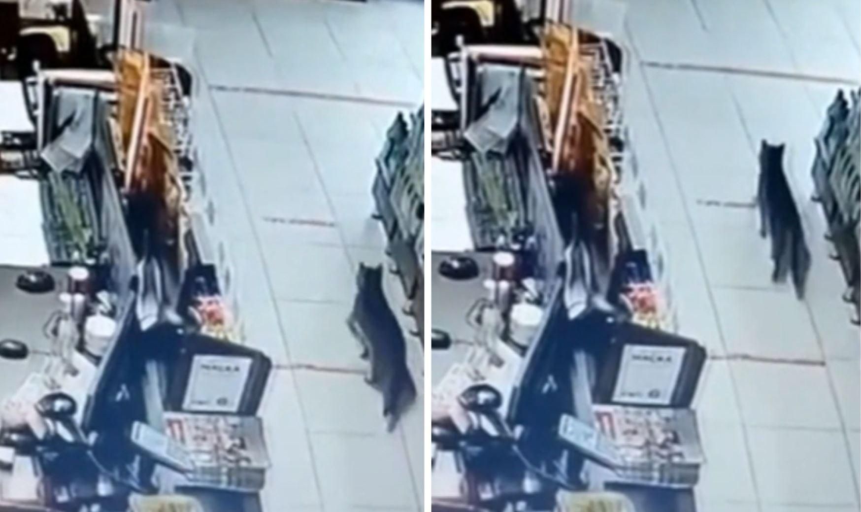 Кіт кілька днів поспіль викликав до магазину службу охорони: відео Кіт кілька днів поспіль викликав до магазину службу охорони: відео