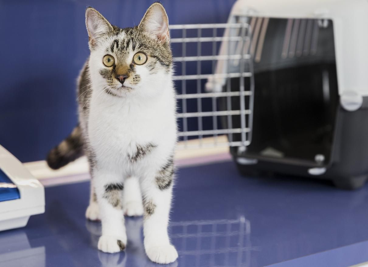 Вакцинація котів: як підготуватися і що потрібно знати Вакцинація котів: як підготуватися і що потрібно знати