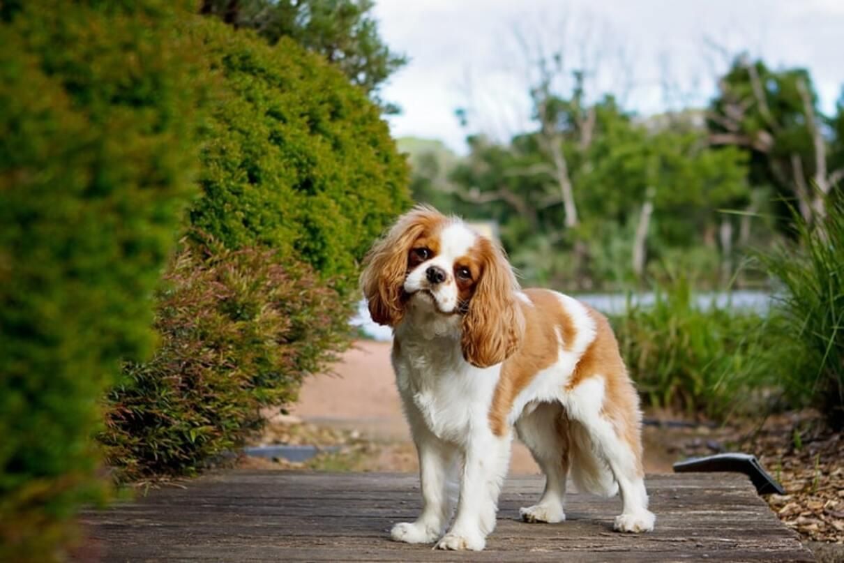 Найспокійніші породи собак: список і фото