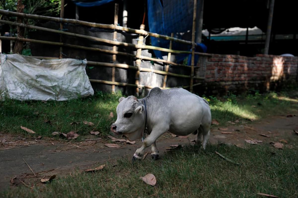 Карликова корова з Бангладеш претендує на статус найменшої у світі