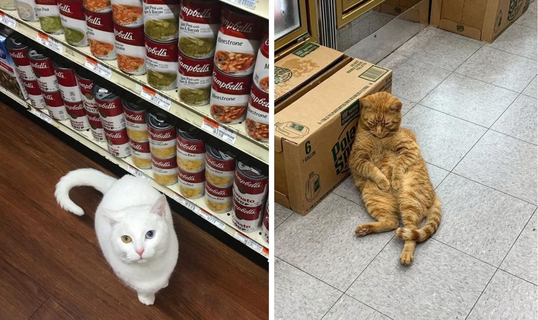 10 кошек, обосновавшихся в магазин: забавные фото