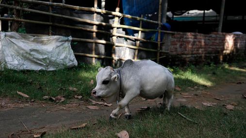 Величиной с собаку: карликовая корова из Бангладеш претендует на статус самой маленькой в мире