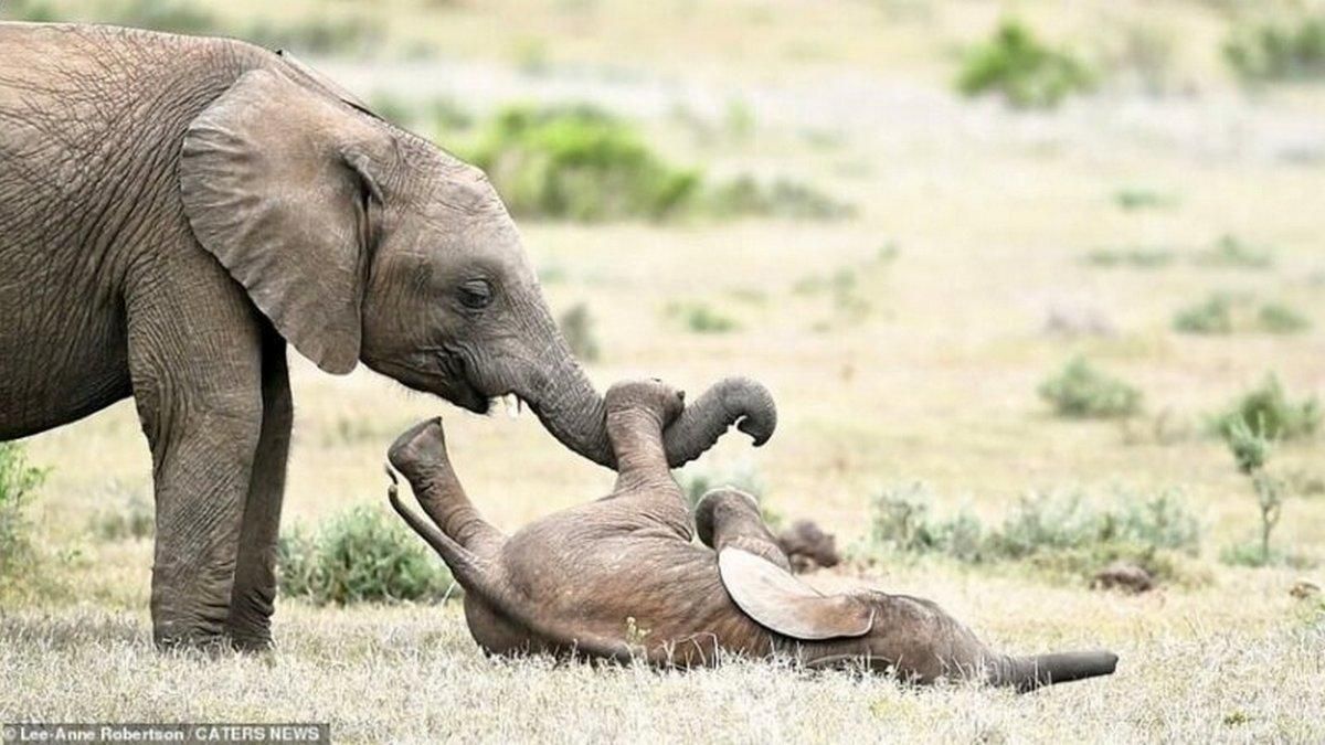 На это можно смотреть вечно: захватывающее видео, как играют слонята На это можно смотреть вечно: захватывающее видео, как играют слонята