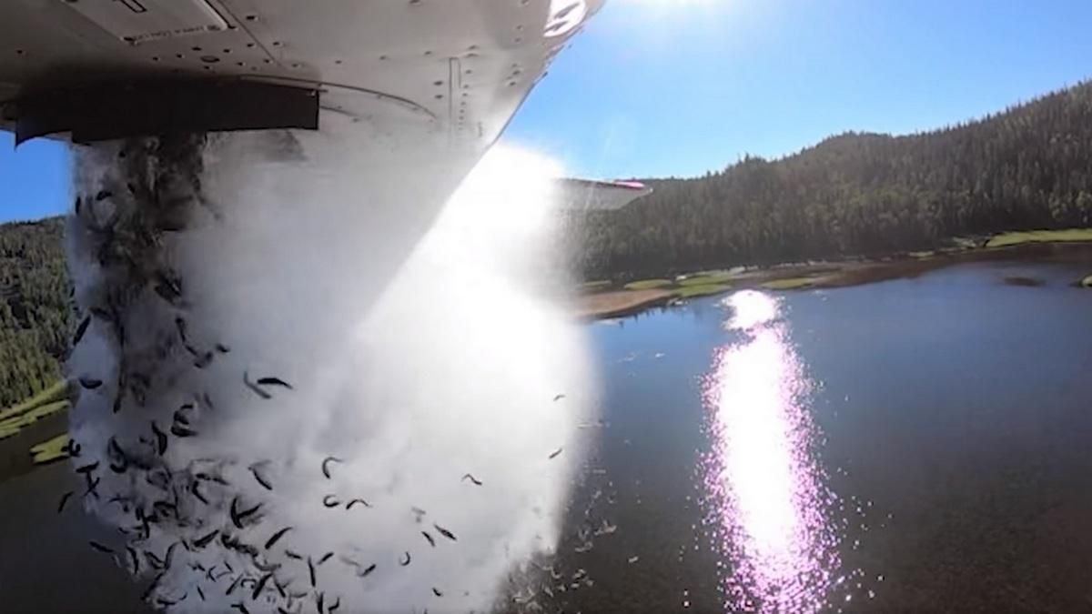 У штаті Юта з літаків скидають тисячі риб: пояснили причини