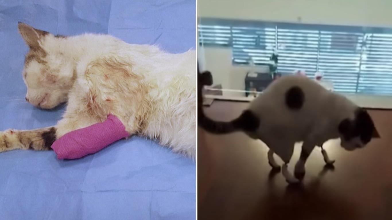 В Греции котику установили импланты вместо утраченных лапок В Греции котику установили импланты вместо утраченных лапок