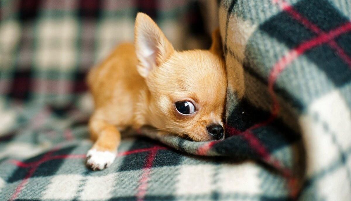 Идеальны для квартиры: 7 маленьких и короткошерстных пород собак Идеальны для квартиры: 7 маленьких и короткошерстных пород собак