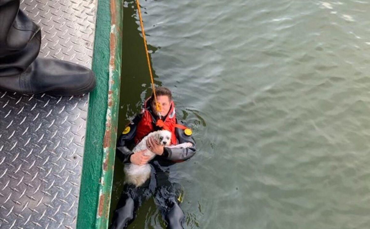 Прыгнул за собакой: полиция достала из реки мужчину и его пса