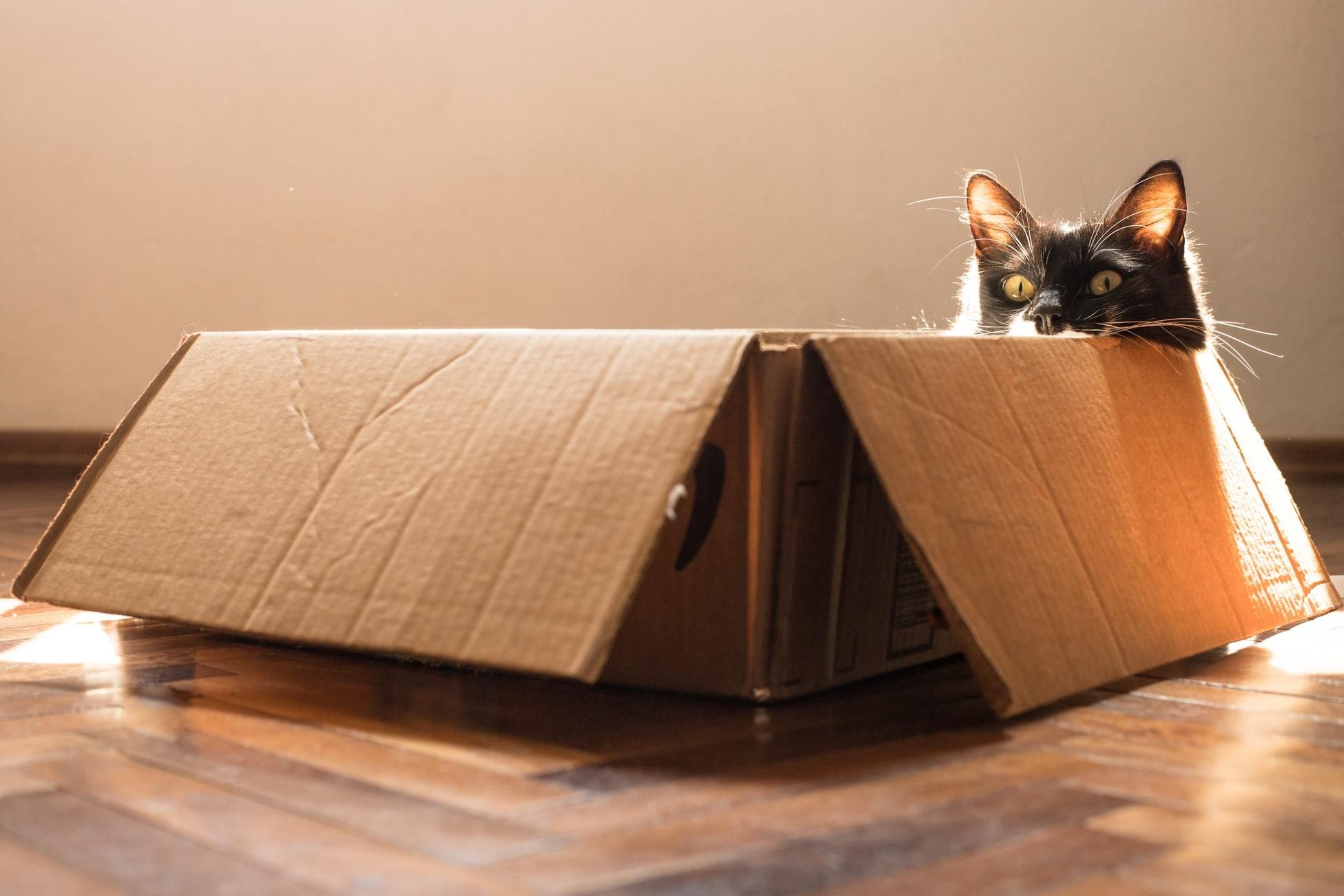 Чому коти так люблять коробки: розкрито секрет
