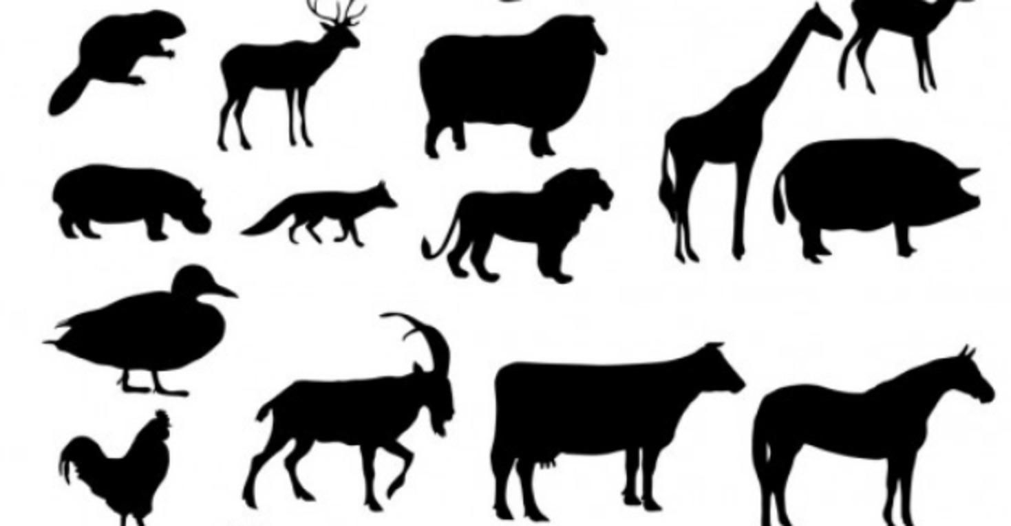 Назвали тварин, які забруднюють планету більше, ніж мільйон авто Назвали тварин, які забруднюють планету більше, ніж мільйон авто