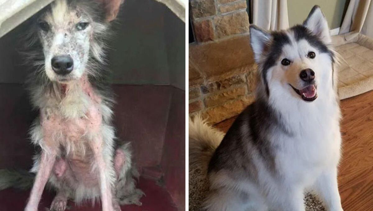 Як змінилися собаки після притулку: фото до та після