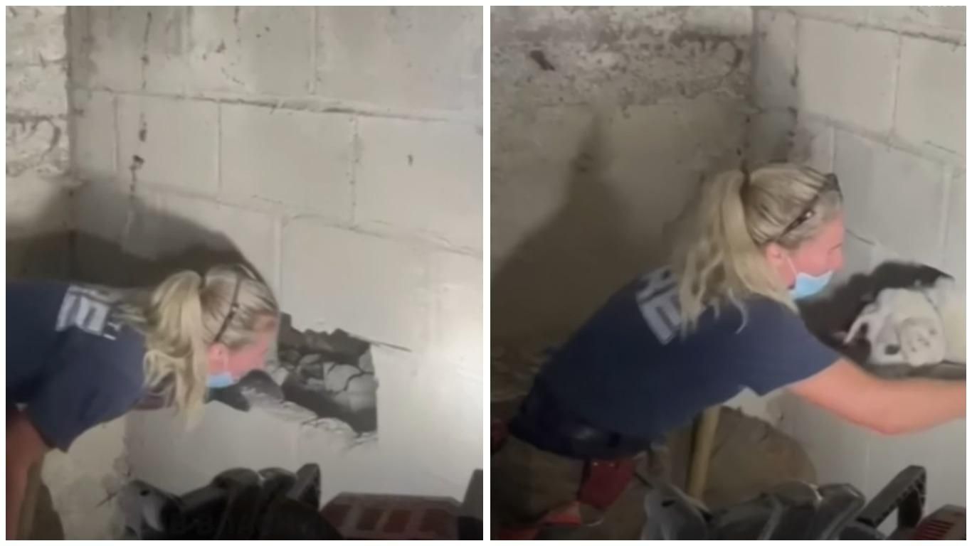 Застрял между стенами: в США чудом спасли собаку - видео
