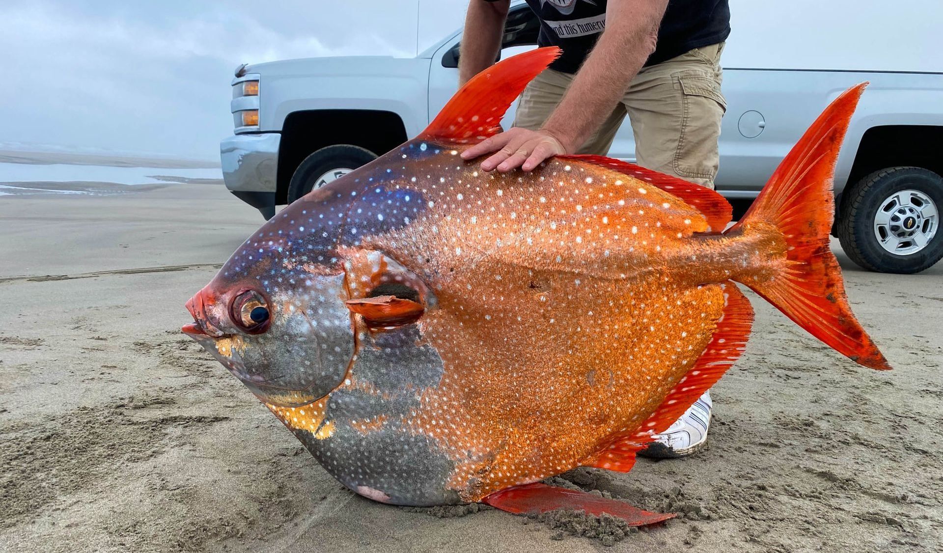 Гигантская лунання рыба, которую вымыло на берег Орегона: фото