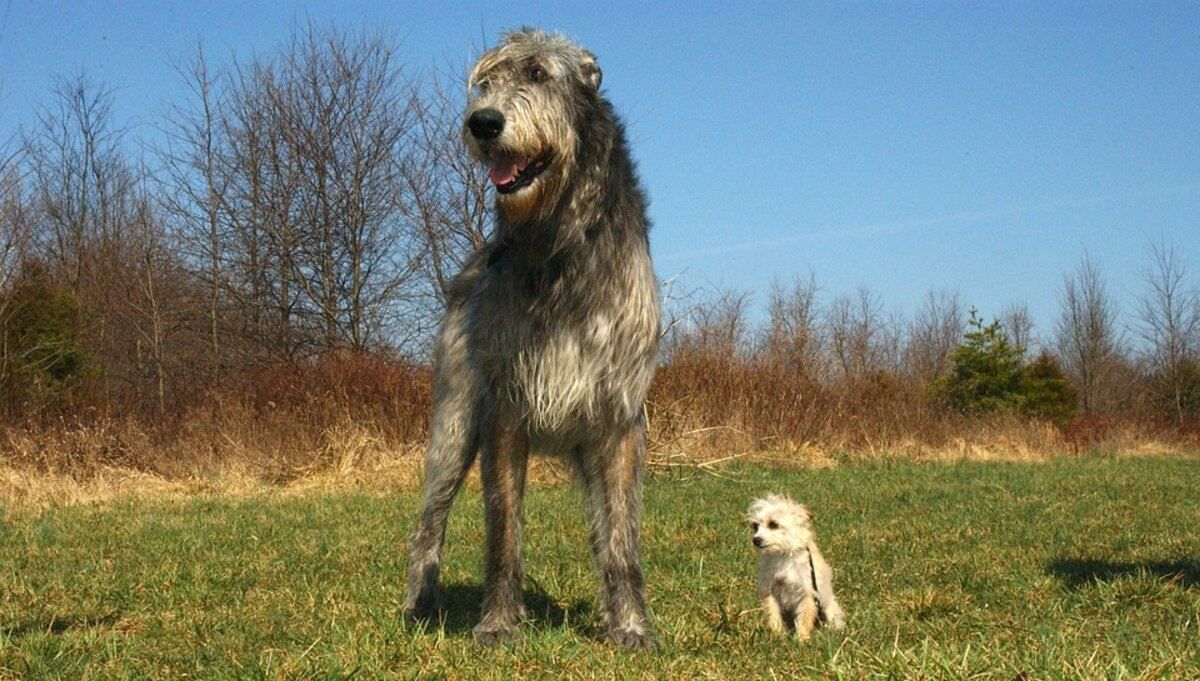 Добрий велетень: опис собак породи ірландський вовкодав