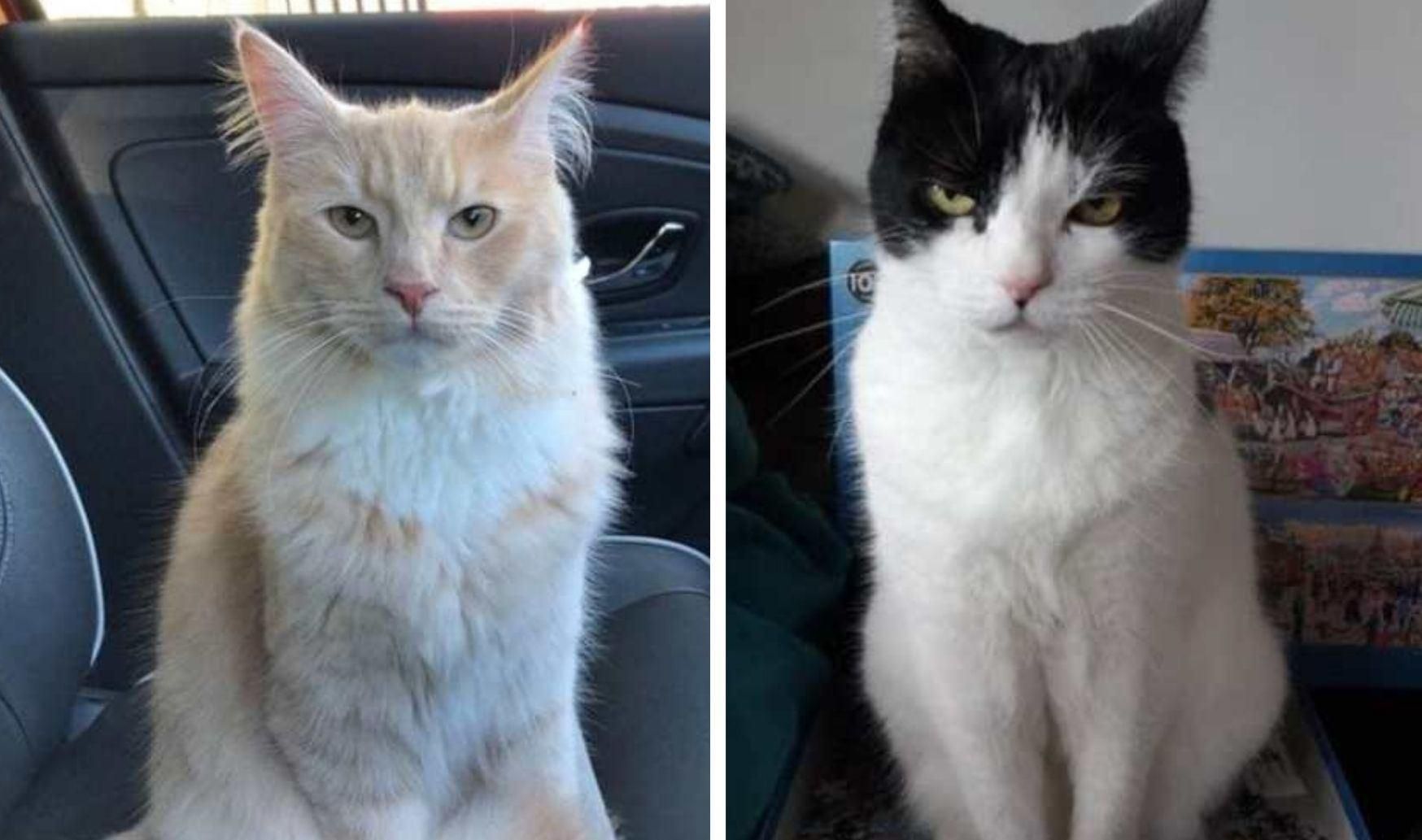 Показали, що думають про людей: кумедні фото емоцій домашніх тварин Показали, що думають про людей: кумедні фото емоцій домашніх тварин