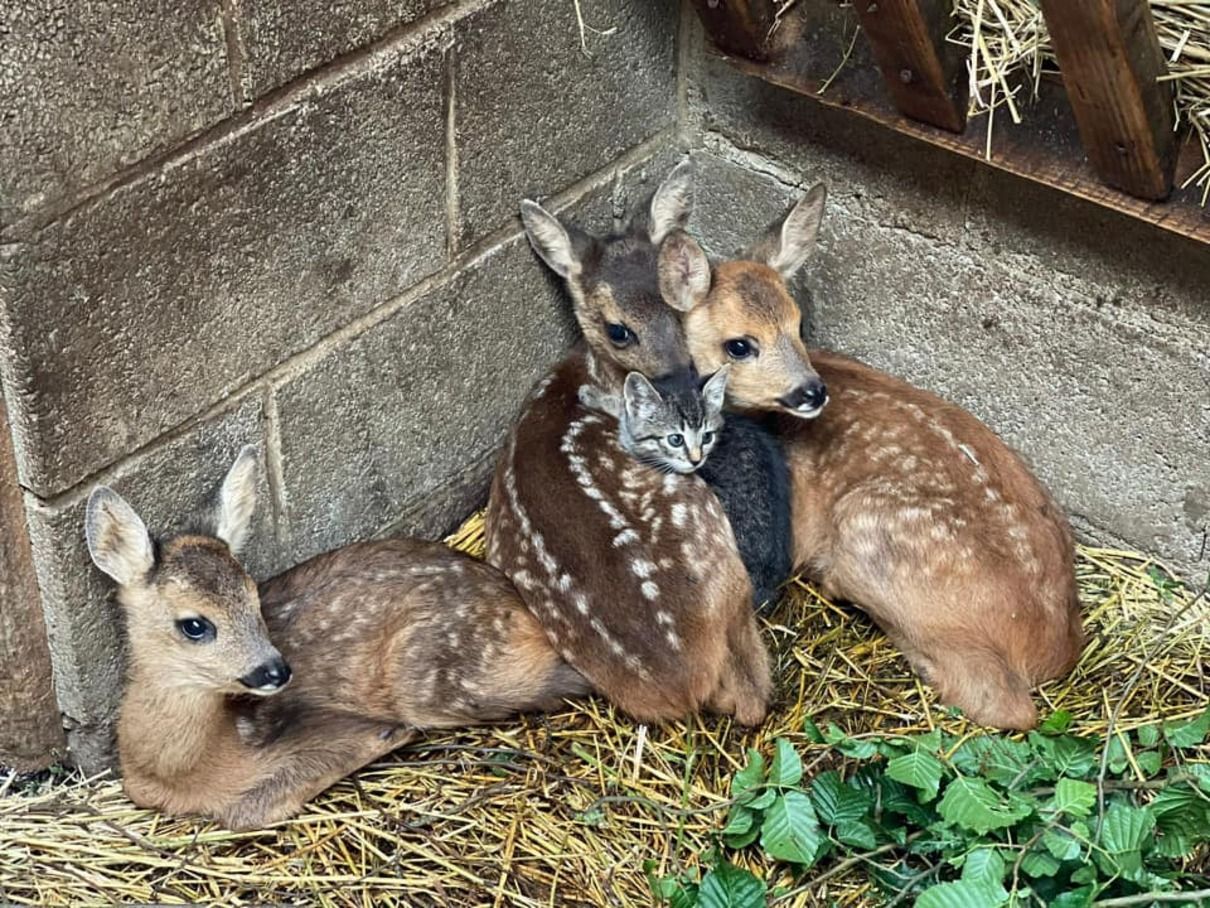 Осиротевшие оленята в Бельгии подружились с котенком: фото и видео Осиротевшие оленята в Бельгии подружились с котенком: фото и видео