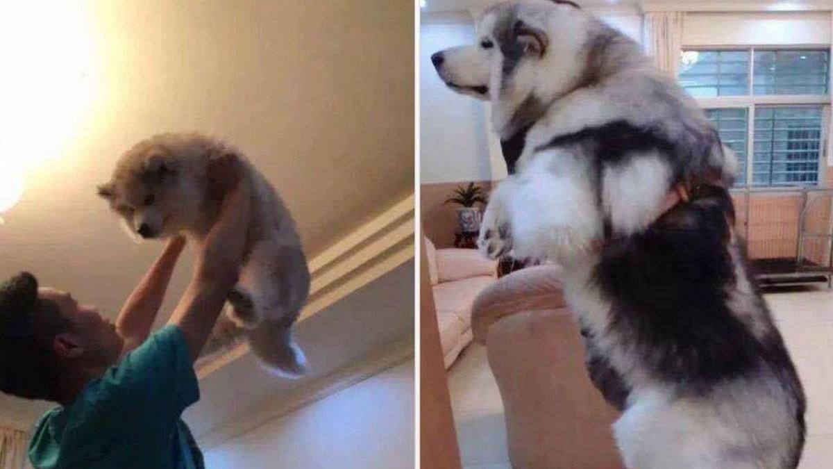 Заставят ощутить весь спектр эмоций: как изменились животные с годами Заставят ощутить весь спектр эмоций: как изменились животные с годами