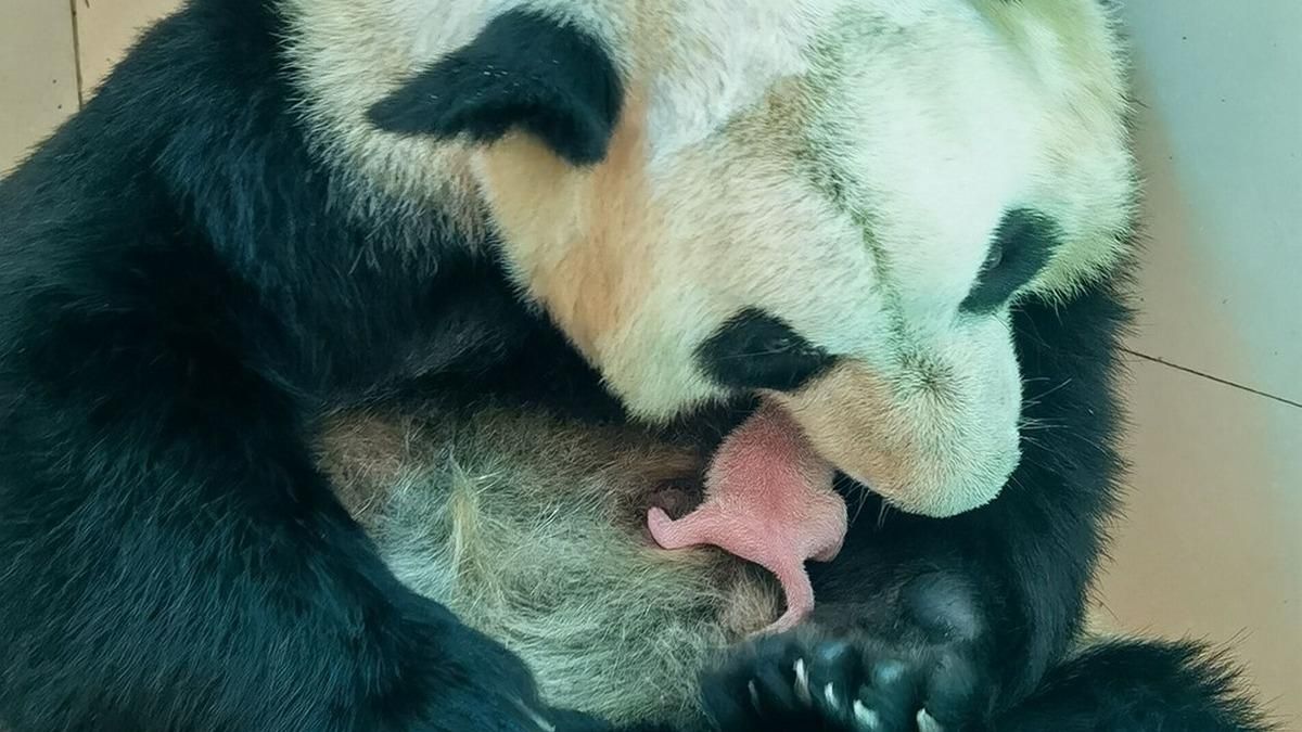 В один день: дві пари близнюків гігантських панд народились в Китаї