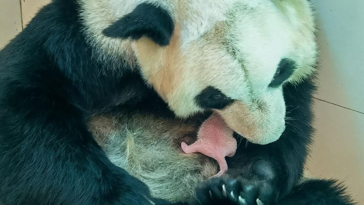 В один день: две пары близнецов гигантских панд родились в Китае