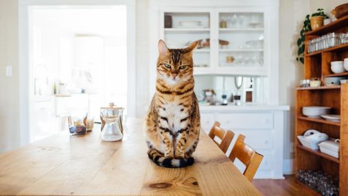 У чому полягає правильне харчування і збалансований раціон кішки