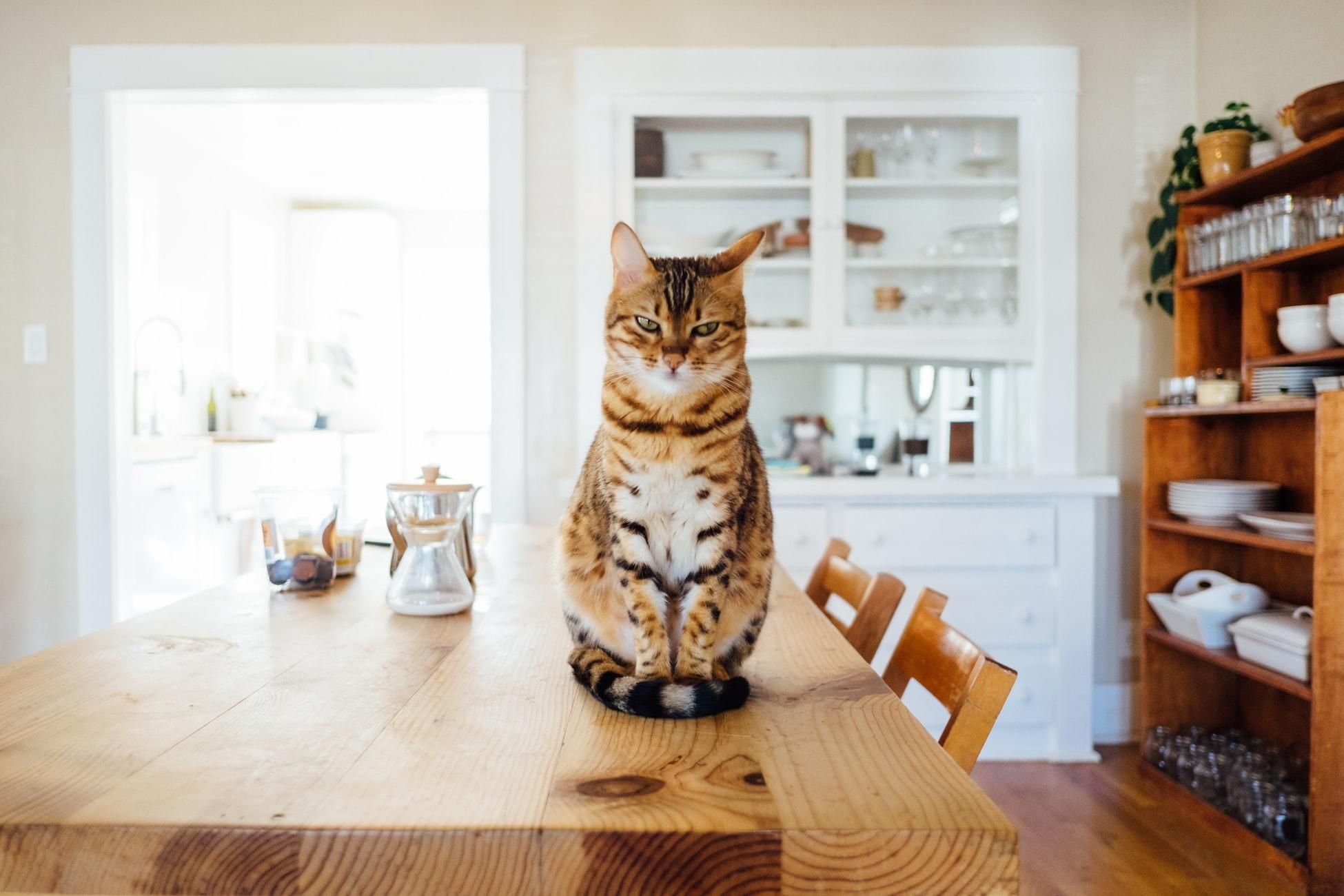В чем заключается правильное питание и сбалансированный рацион кошки