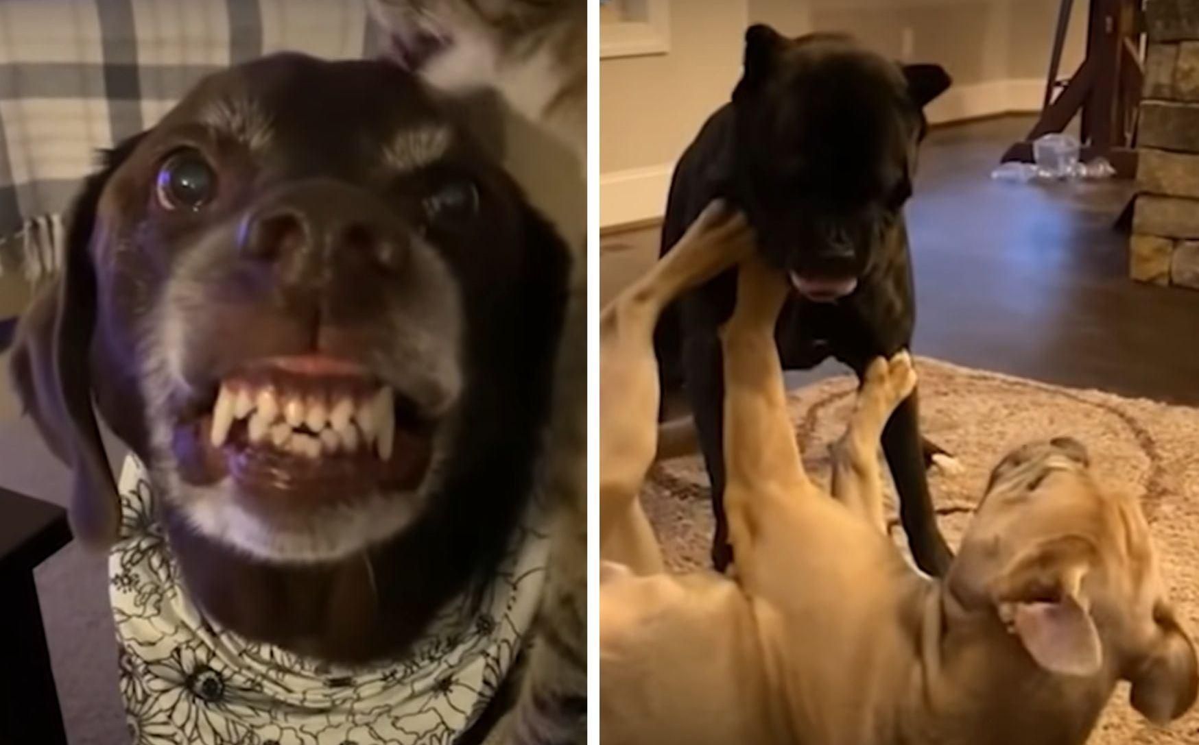 Кумедні відео про витівки собак та котів: добірка Кумедні відео про витівки собак та котів: добірка