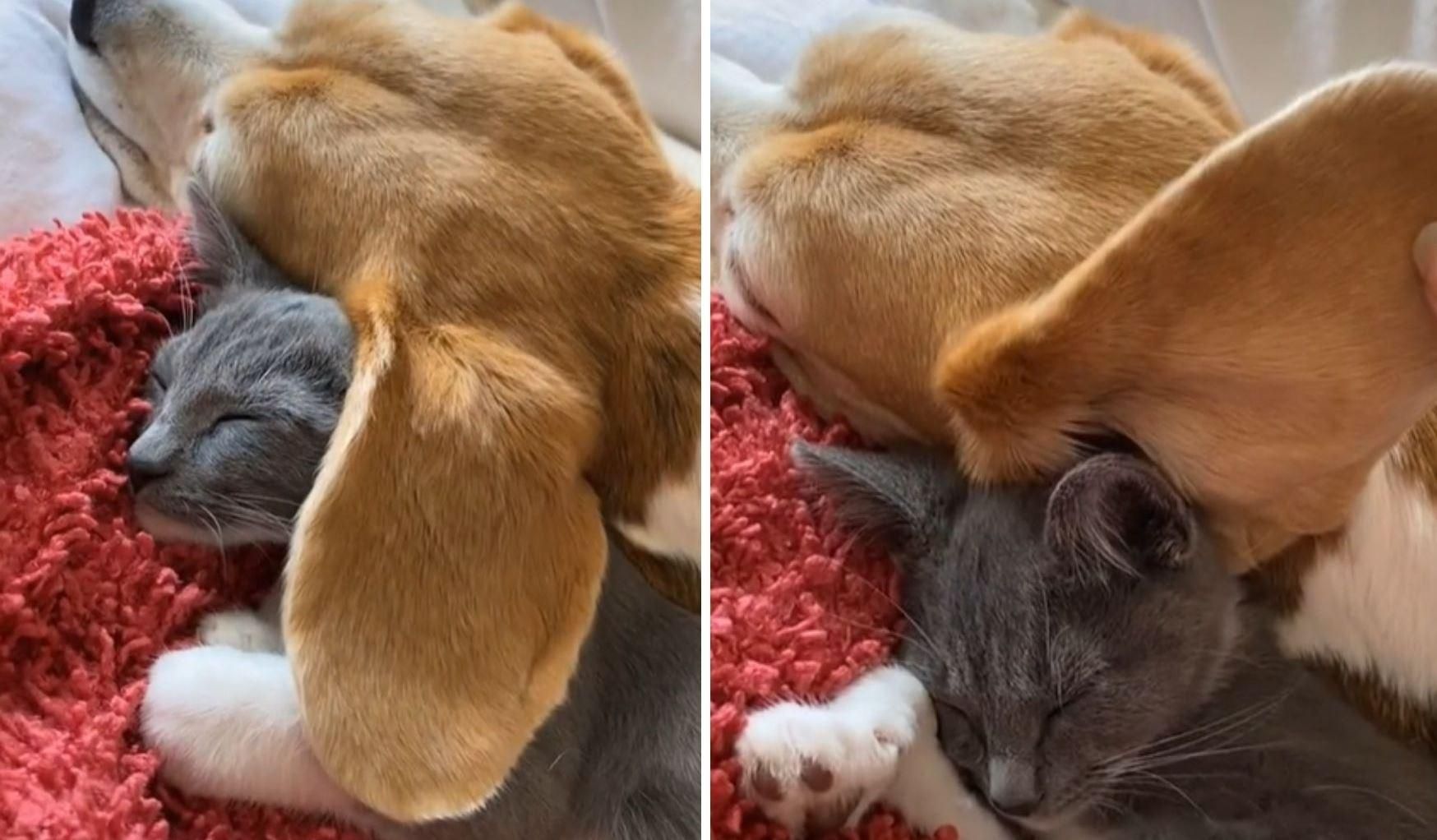 Кошка спит под ухом собаки, как под одеялом: милое видео