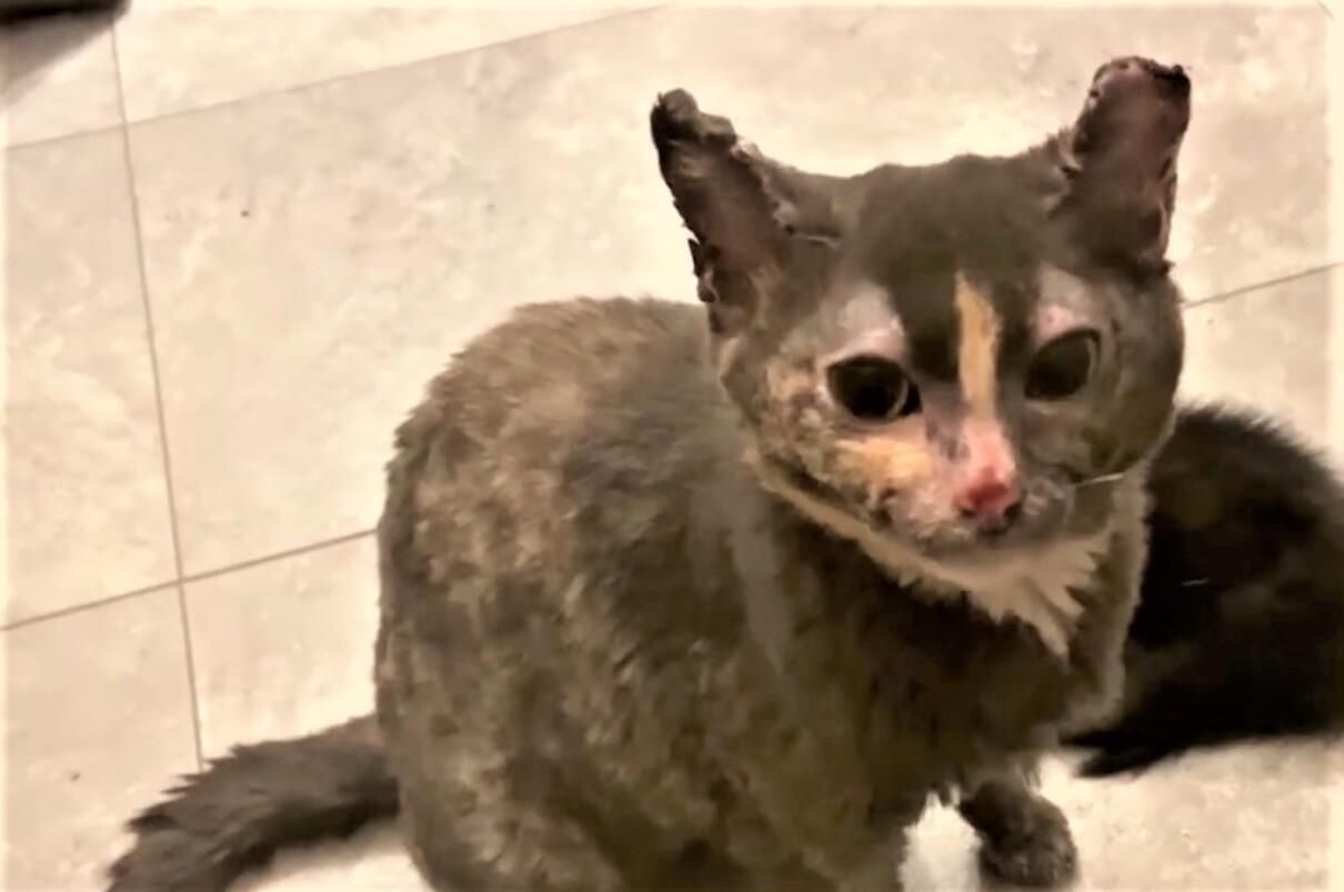 Кішка кинулася у вогонь, аби врятувати кошенят: фото, відео