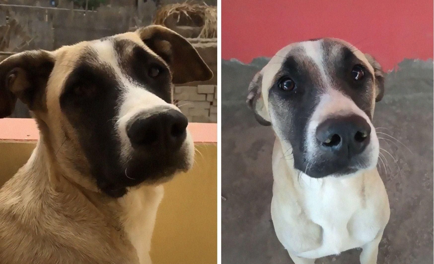 Ждет до ночи: почему пес целый день высматривает хозяина на балконе Ждет до ночи: почему пес целый день высматривает хозяина на балконе