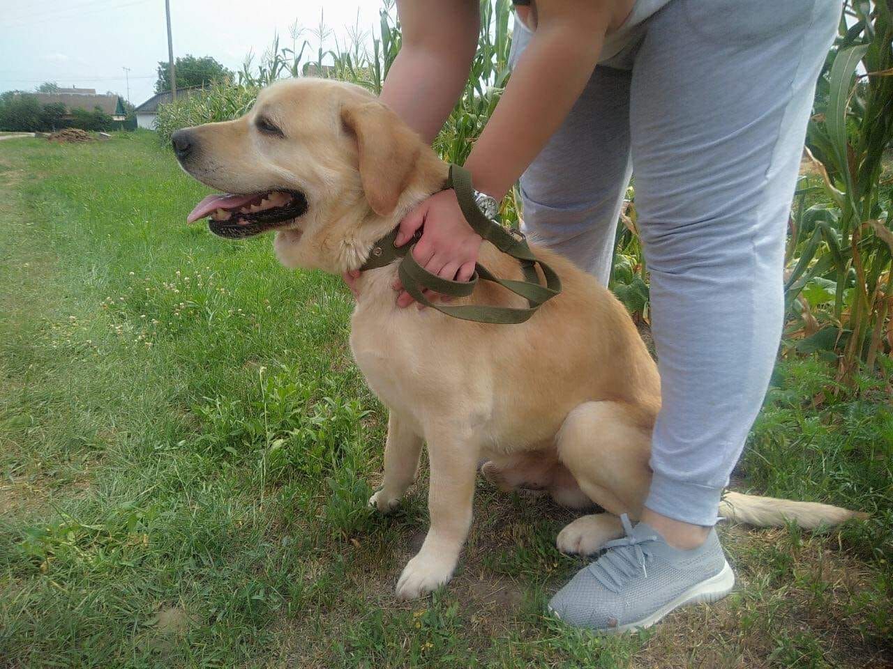 У Києві лабрадор після 6 років розлуки впізнав господаря – відео У Києві лабрадор після 6 років розлуки впізнав господаря – відео