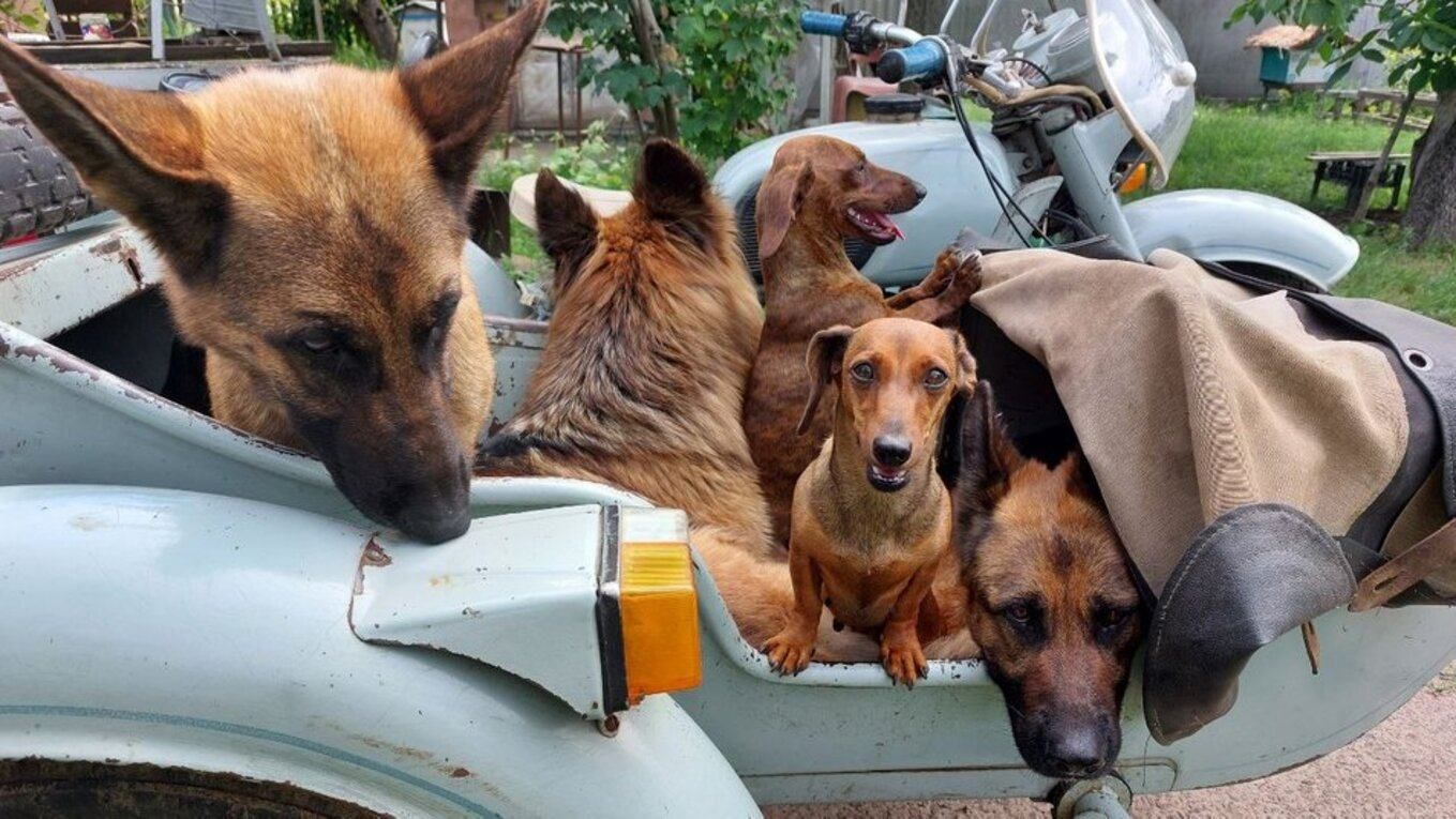 На Черкащині чоловік щодня возить 5 собак на річку на мотоциклі