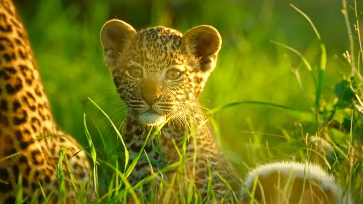Чужих детенышей не бывает: буйвол спас маленьких леопардов - видео