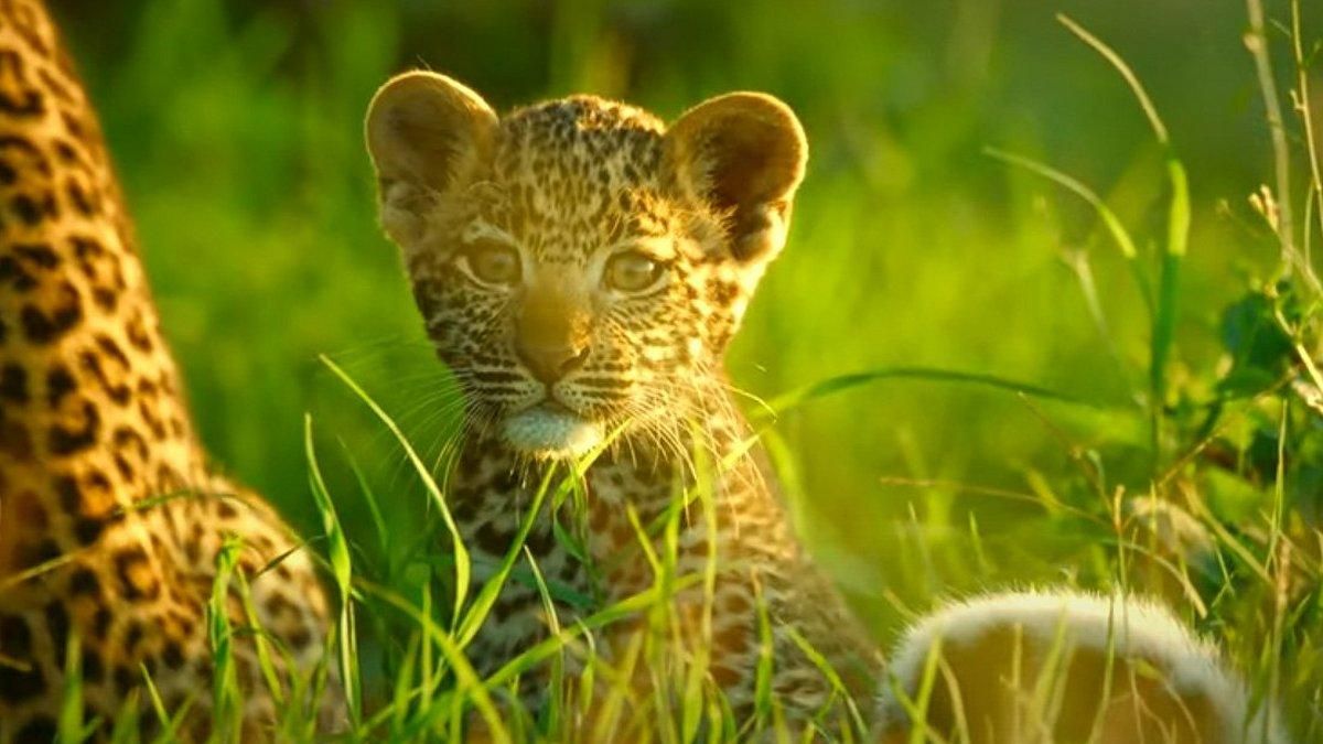 Чужих детенышей не бывает: буйвол спас маленьких леопардов - видео Чужих детенышей не бывает: буйвол спас маленьких леопардов - видео