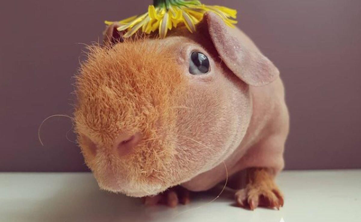 Как морская свинка стала фудблогером: история успеха Людвика Как морская свинка стала фудблогером: история успеха Людвика