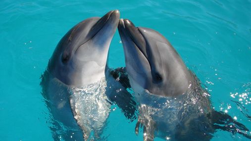 Всемирный день китов и дельфинов: интересные факты об этих удивительных животных