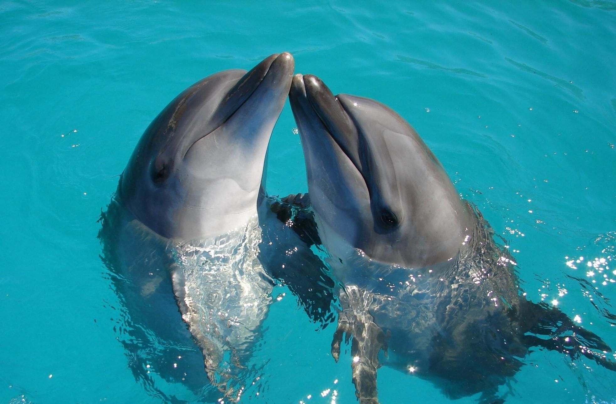 Всемирный день китов и дельфинов: интересные факты об этих животных