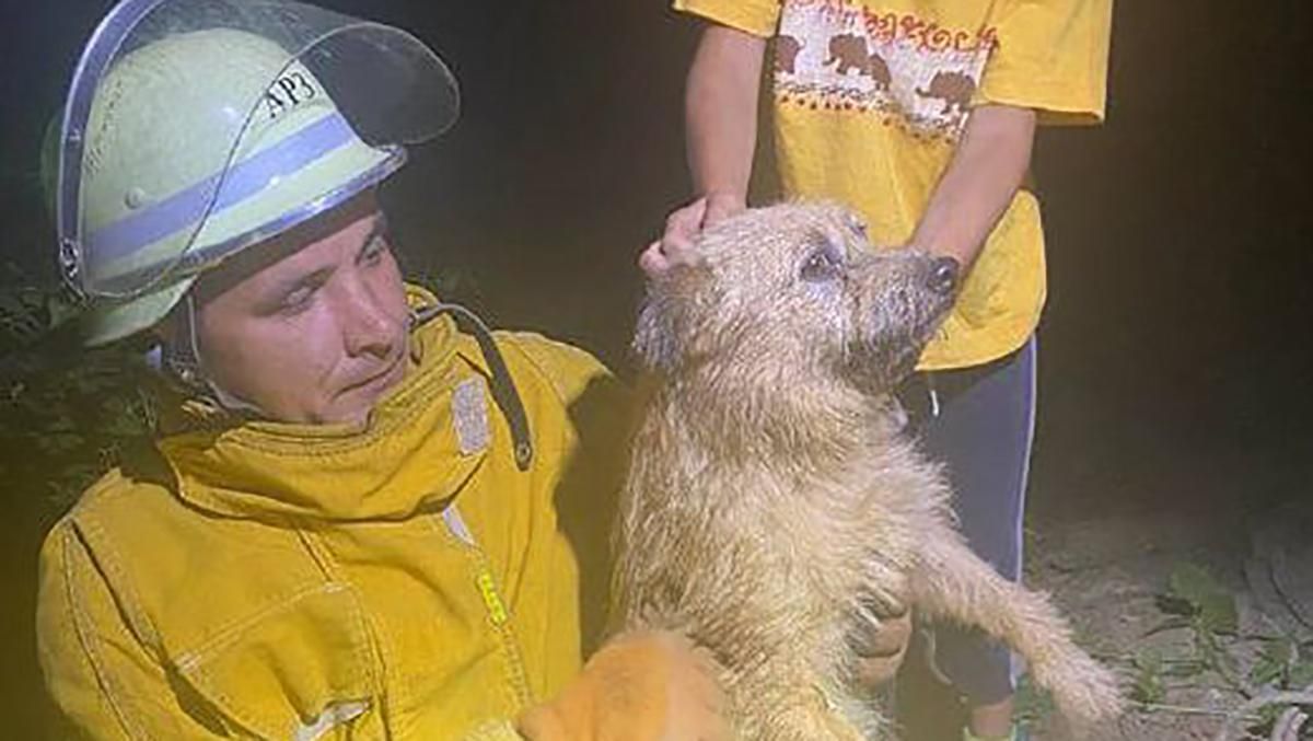 Був на 4-метровій глибині: рятувальники витягнули собак з колодязя
