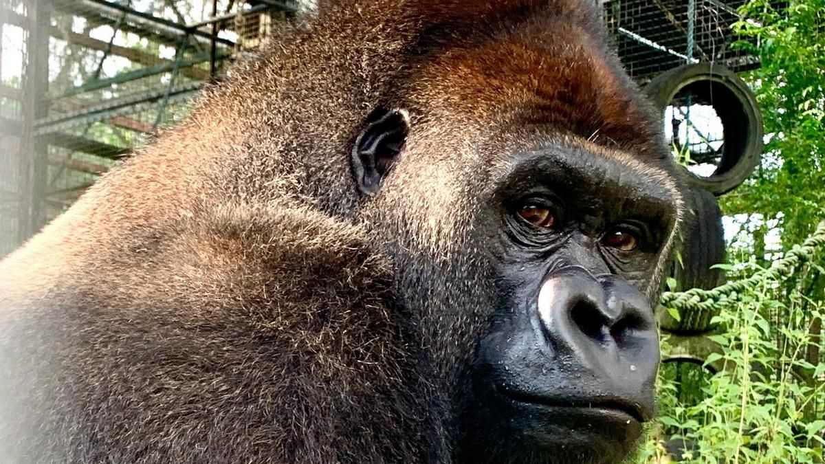 Впервые в жизни: горилла Джоши одолела 9 тисяч  километров к свободе