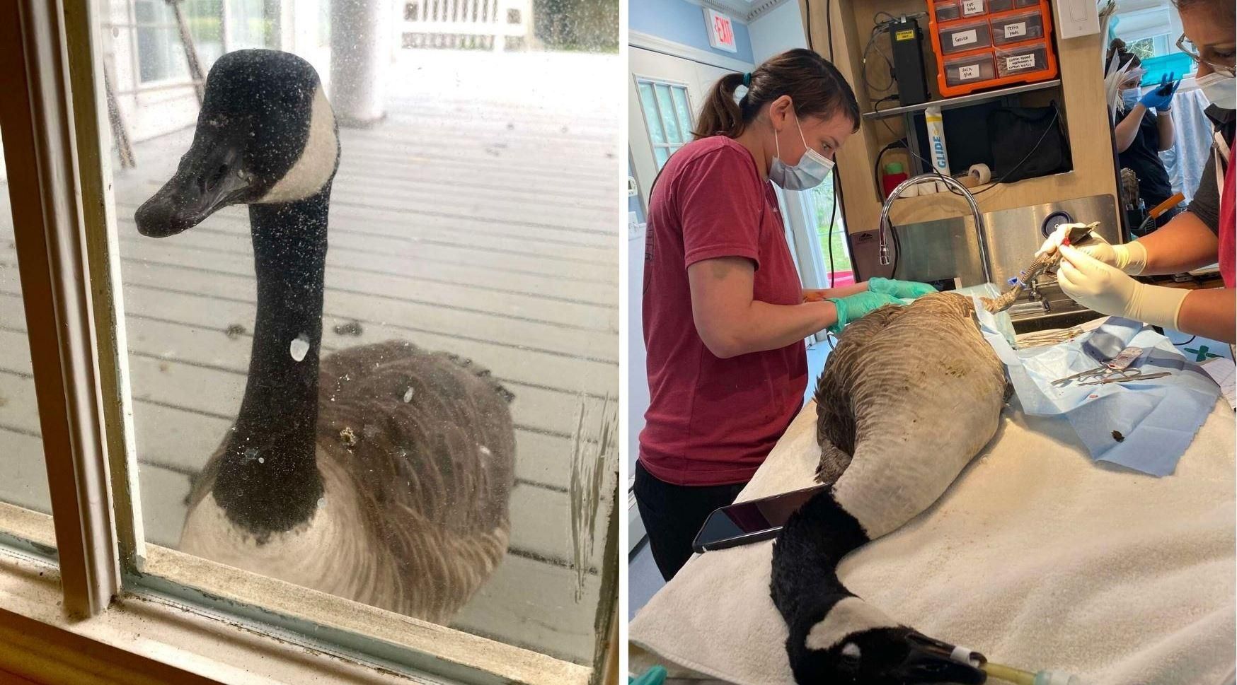 Гуска прийшла до лікарні провідати свого бойфренда: фото Гуска прийшла до лікарні провідати свого бойфренда: фото