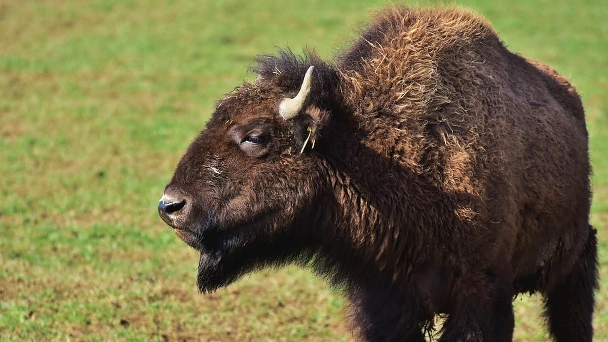 На Буковині народилось червонокнижне дитинча зубра: чому це важливо На Буковині народилось червонокнижне дитинча зубра: чому це важливо
