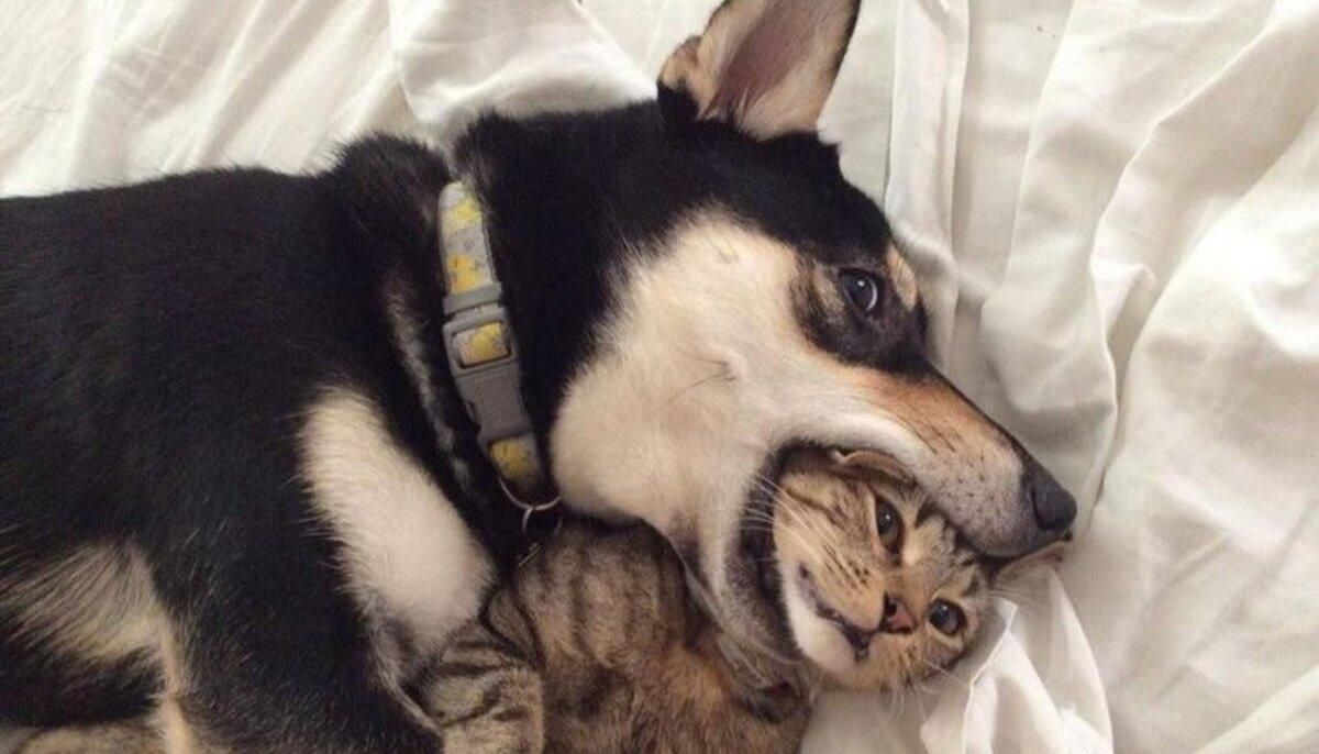 Эти животные знают, как достать соседей: фото Эти животные знают, как достать соседей: фото