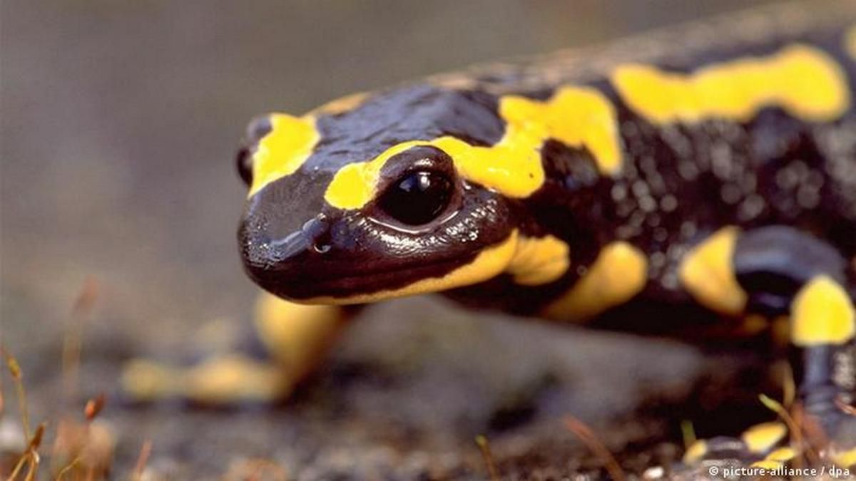 Вогняні саламандри: чи дихають вогнем та чим особливі Вогняні саламандри: чи дихають вогнем та чим особливі