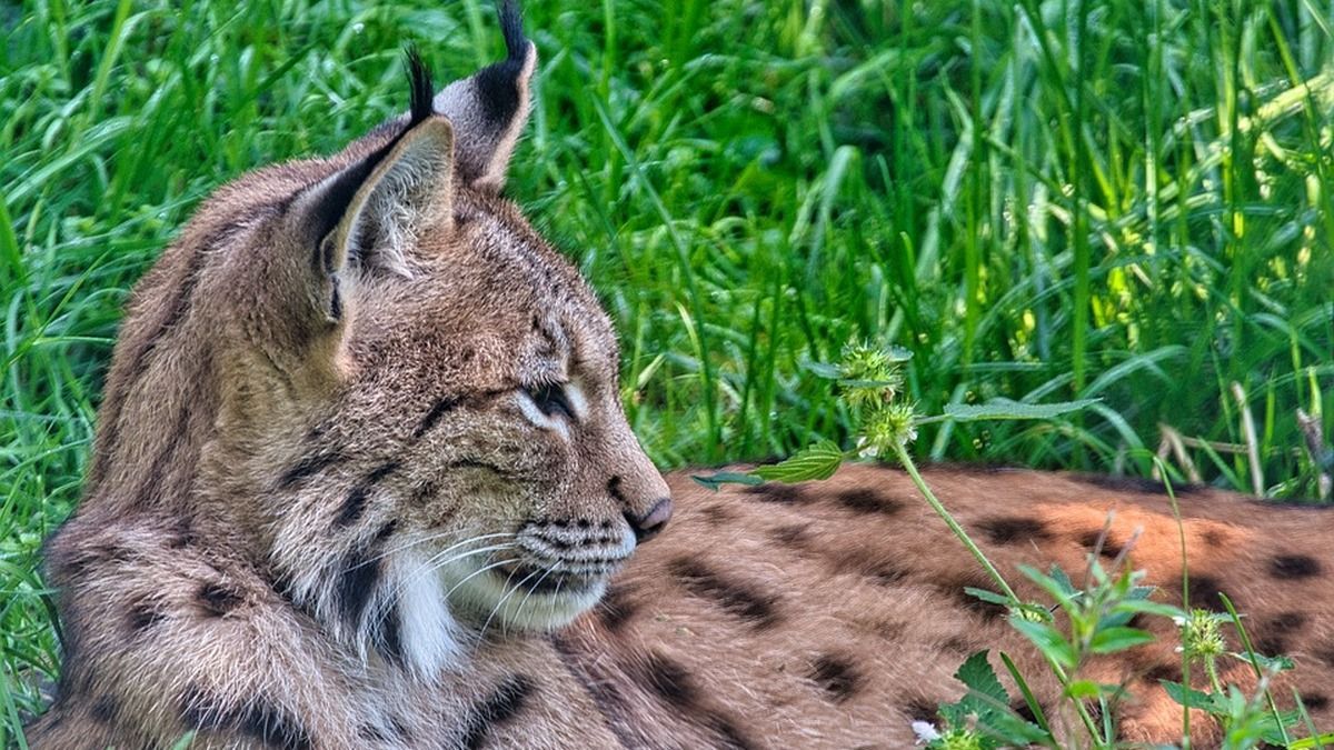 Дивовижне відновлення: 7 тварин повернулись у природу Дивовижне відновлення: 7 тварин повернулись у природу